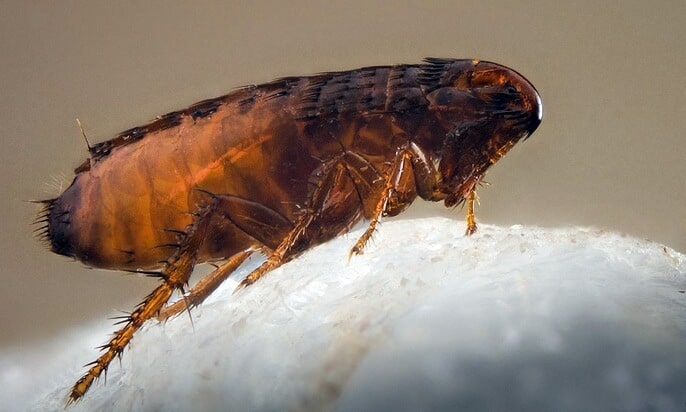 Bo chet tren meo nha