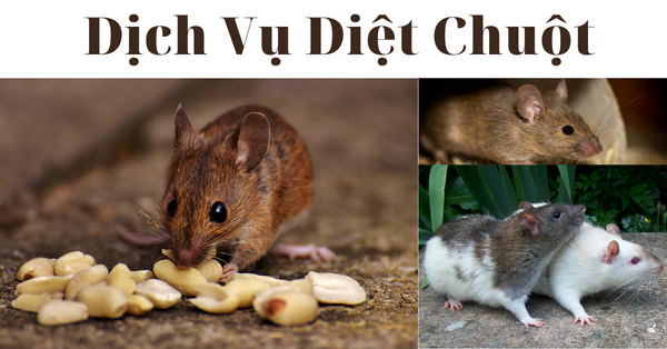 Diệt chuột tại nhà