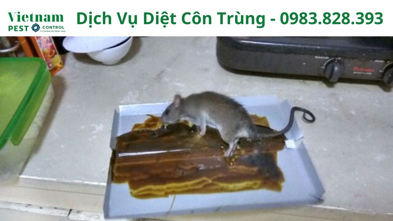 Diệt Chuột Tại Nhà 0815451234