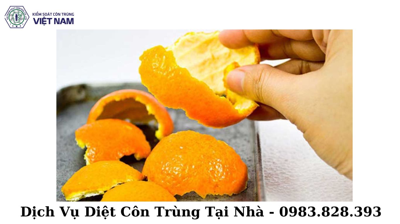 Kiểm Soát Diệt Chuột Tại Nhà