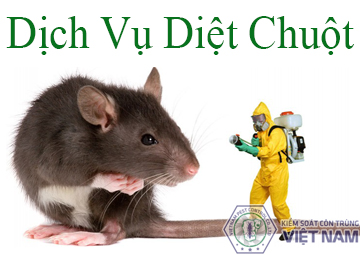 Dich vu diet chuot