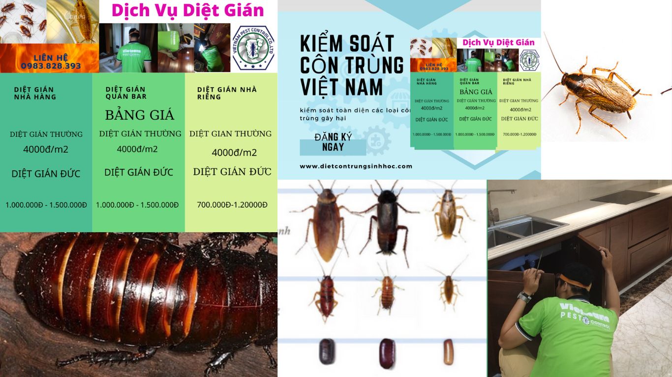dịch vụ diệt gián 