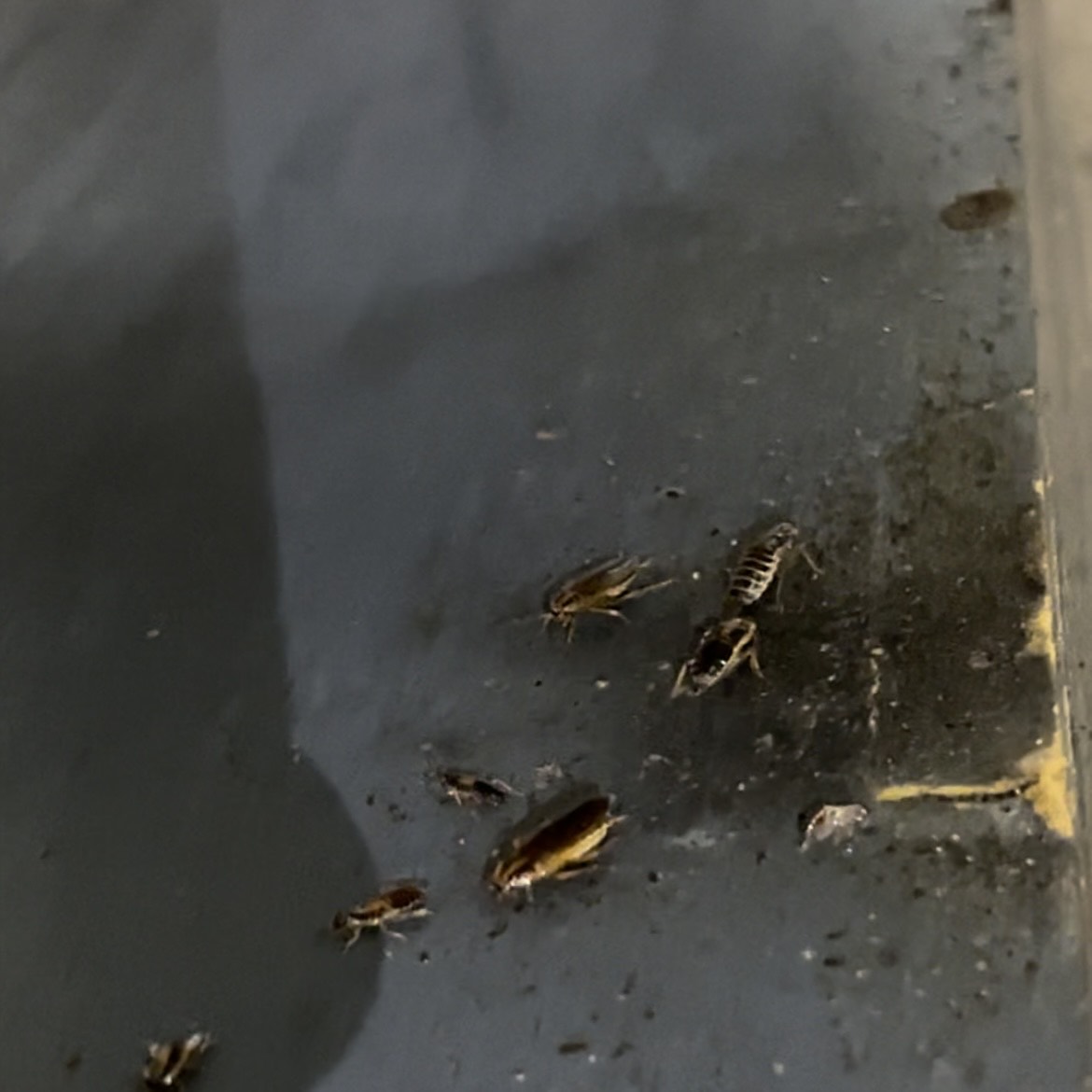 gián đức hoạt động tại tủ thực phẩm