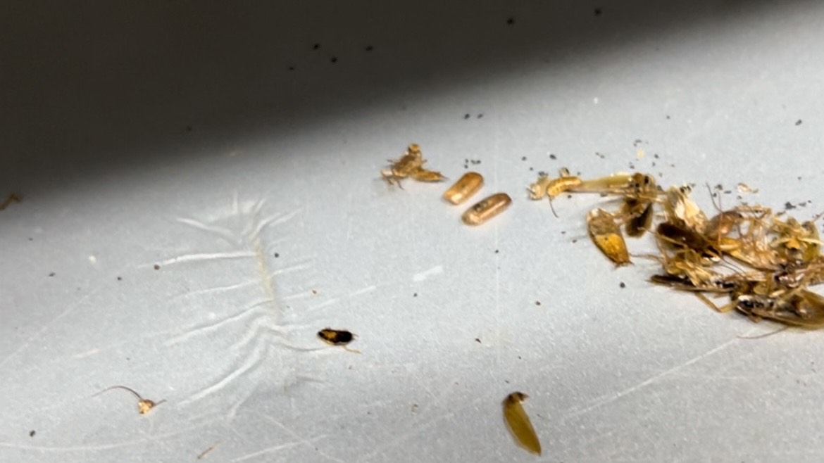 xác gián Đức chết sau khi xử lý thuốc, màu sắc vàng đậm, kích thước bé hơn rất nhiều so với gián thông thường