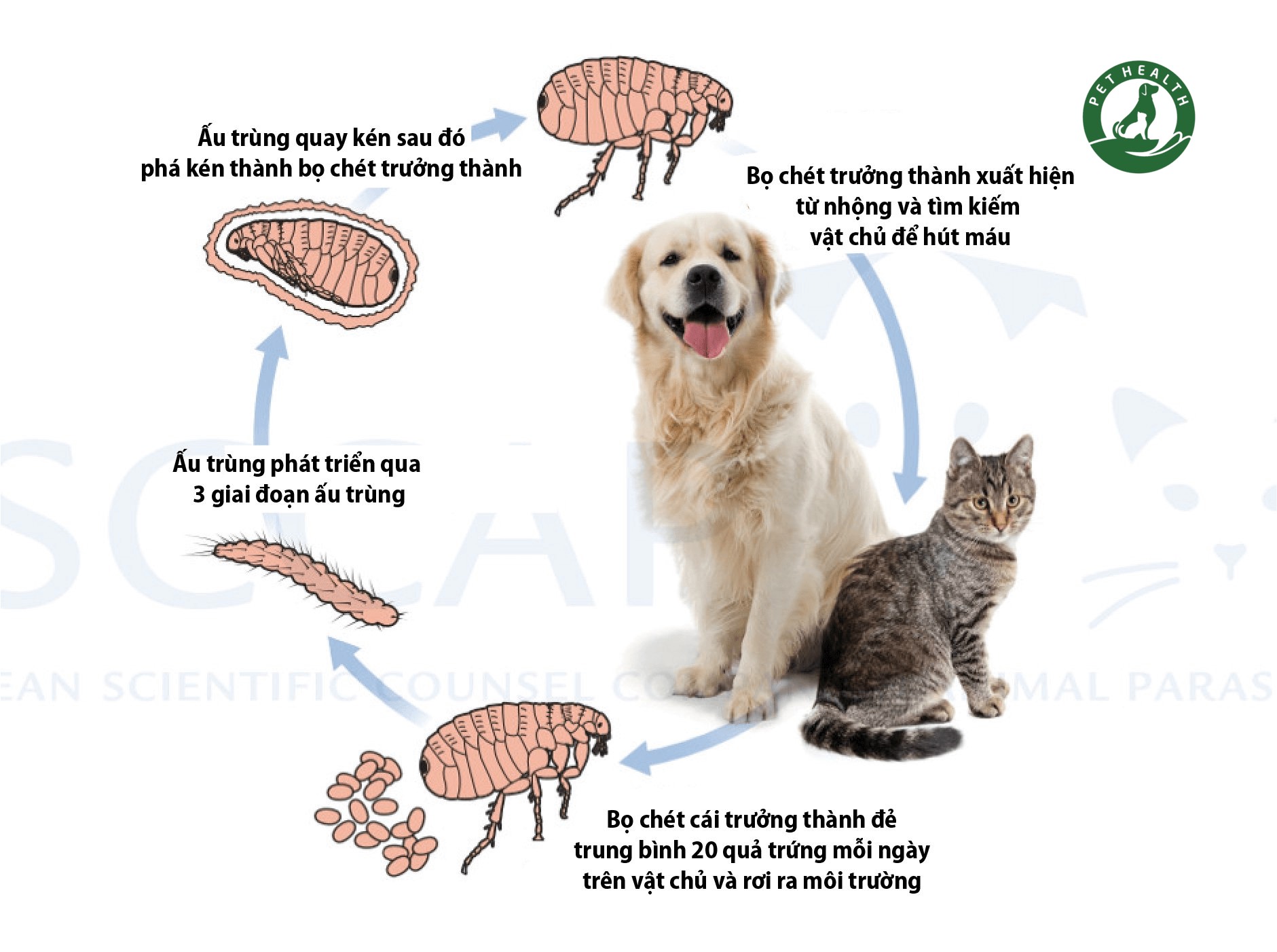 vòng đời sinh sản của bọ chét