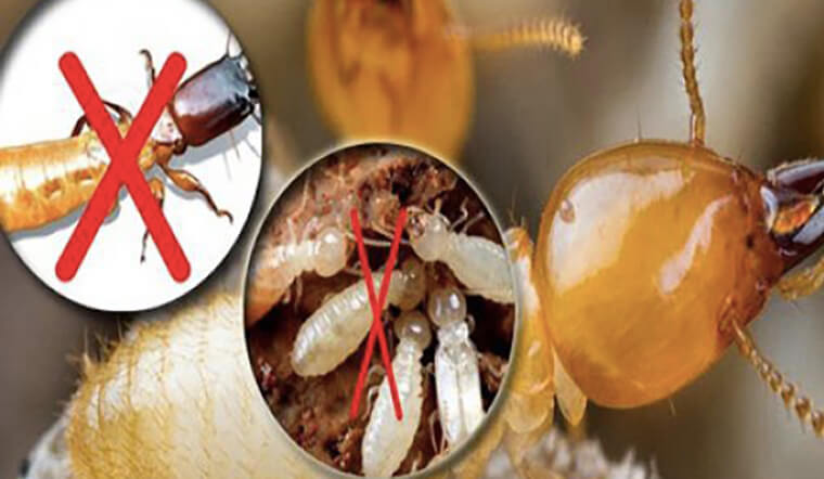Diệt mối tại quận Nam Từ Liêm