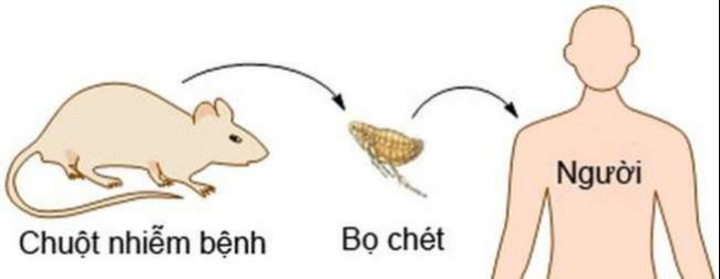 chuot lay benh dich