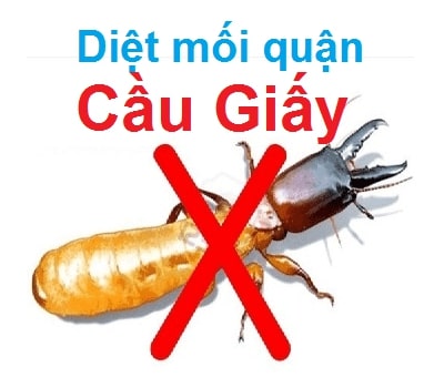 dich vu diet moi tai quan cau giay