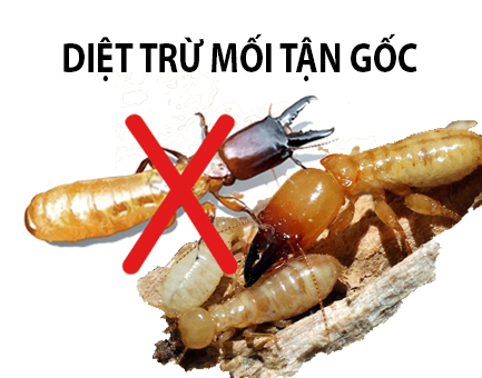 diet moi
