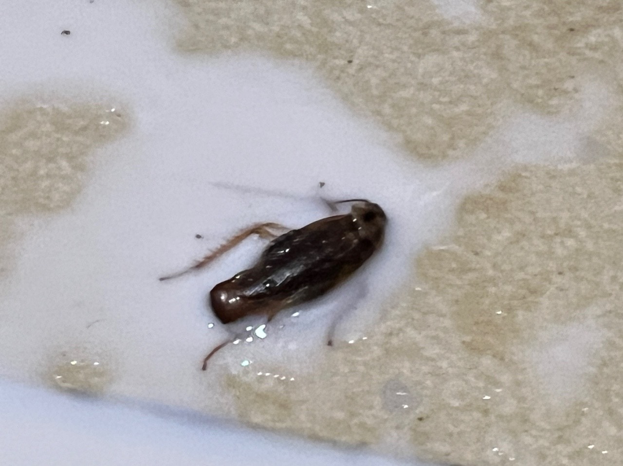 gianducbichetvithuocdietgiandactri