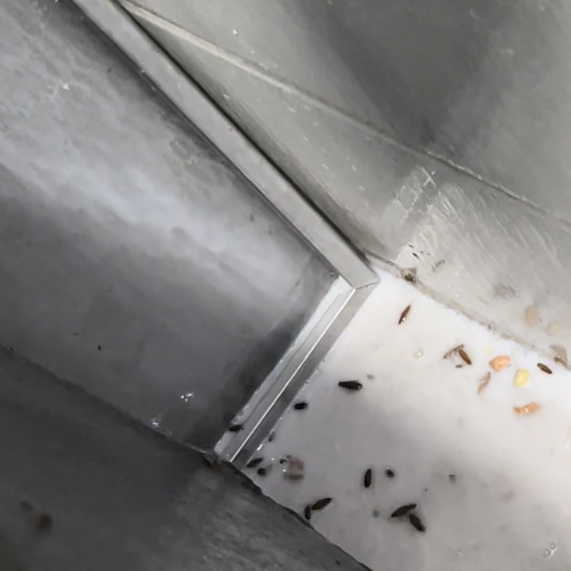 tiêu diệt gián đức bằng thuốc dung dịch