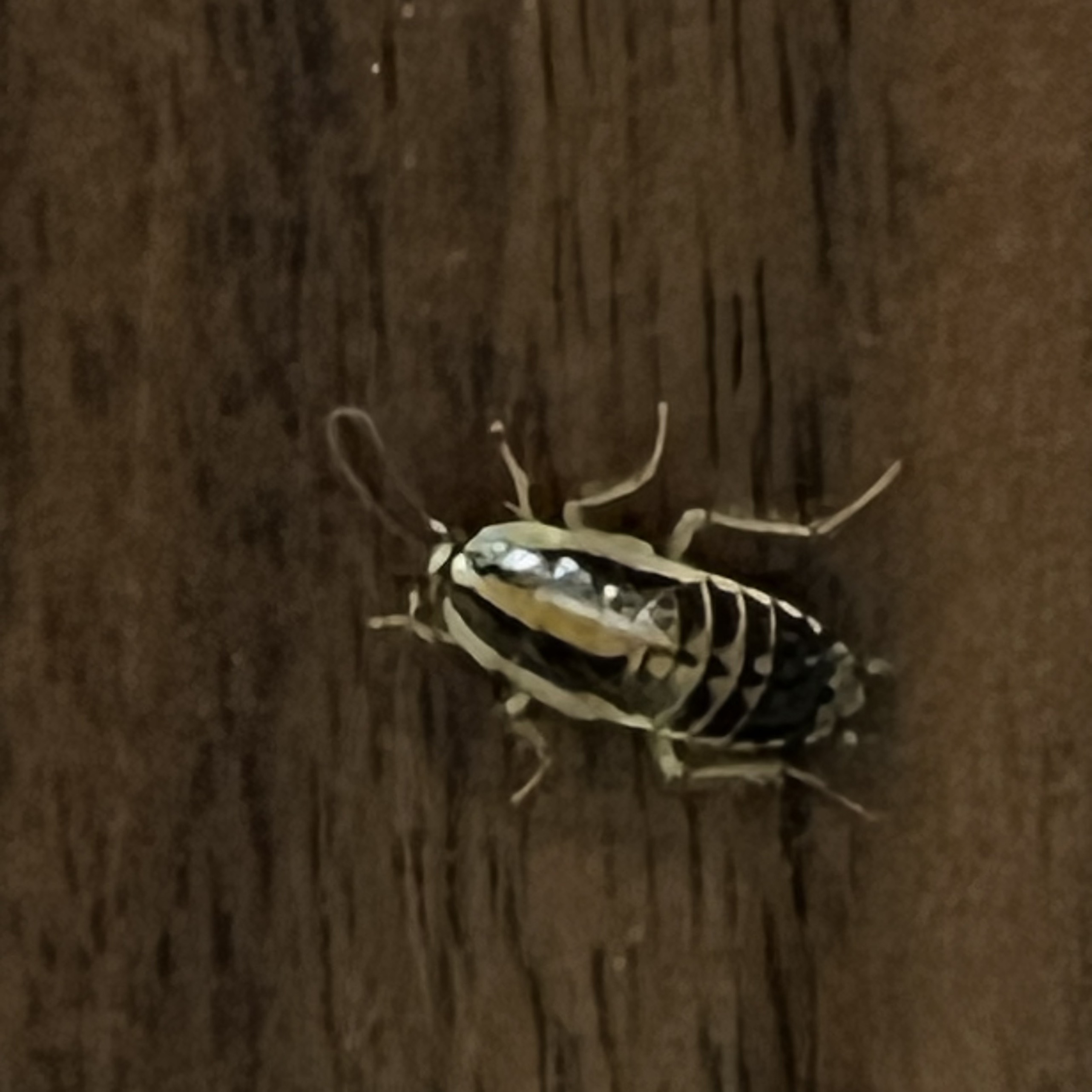 gianducxuathientubepnhadan