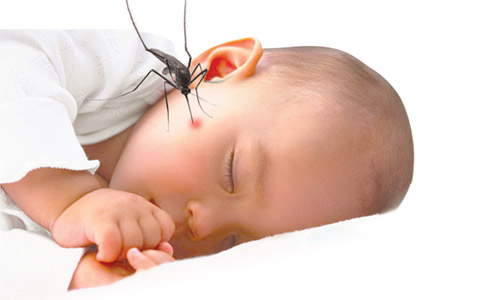 Tác hại của muỗi gây ra