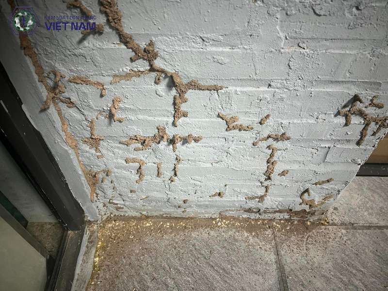 19 Phương Pháp Diệt Mối Tại Nhà Cực Kỳ Hiệu Quả