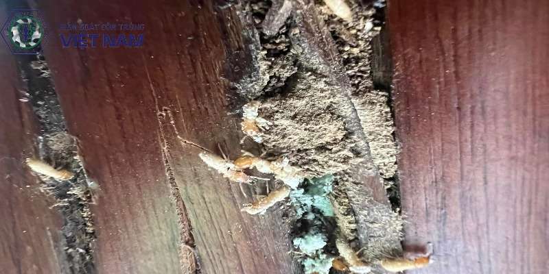 Các dấu hiệu có mối trong tường nhà