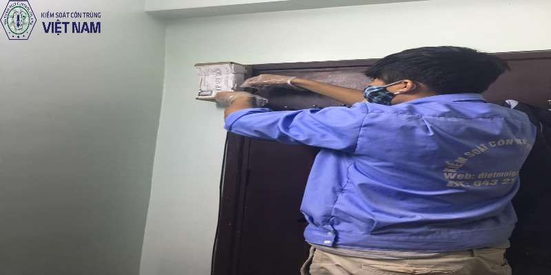 Các phương pháp diệt mối trong tường nhà đơn giản