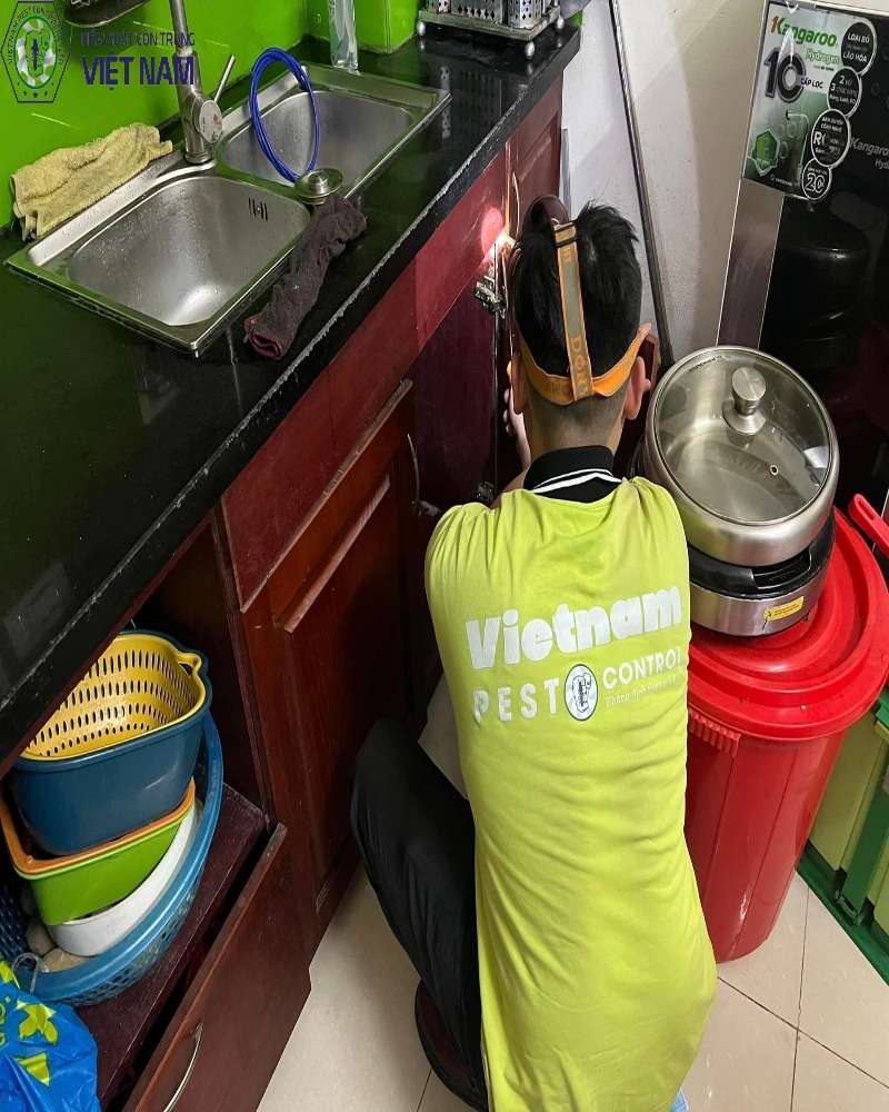 Dịch vụ diệt mối tại quận Đống Đa