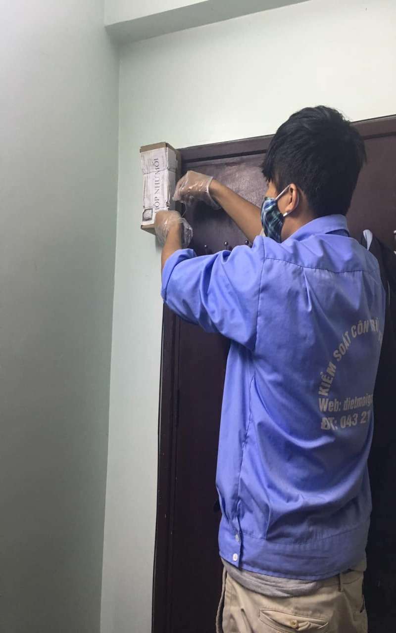 Dịch vụ diệt mối tại quận hai bà trưng uy tín