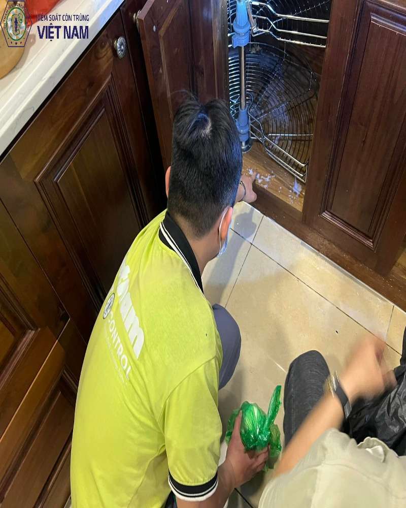 Diệt mối theo phương pháp lây truyền tại quận Đống Đa