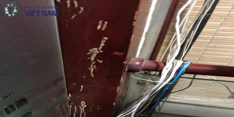 Các loại mối phá hoại công trình xây dựng Các loại mối phá hoại công trình xây dựng