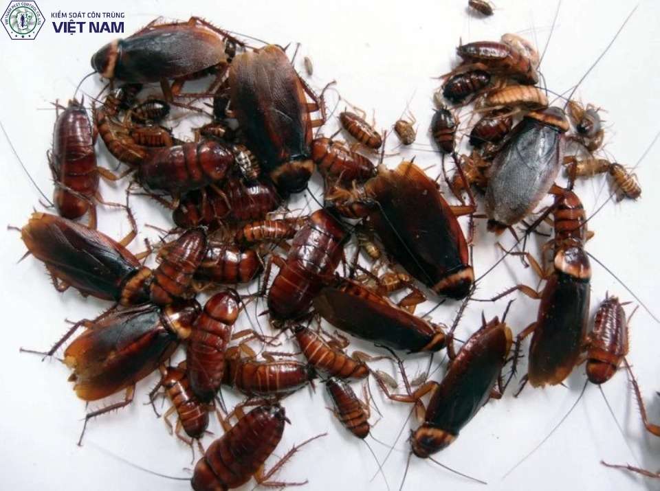 Các phương pháp diệt gián hiệu quả