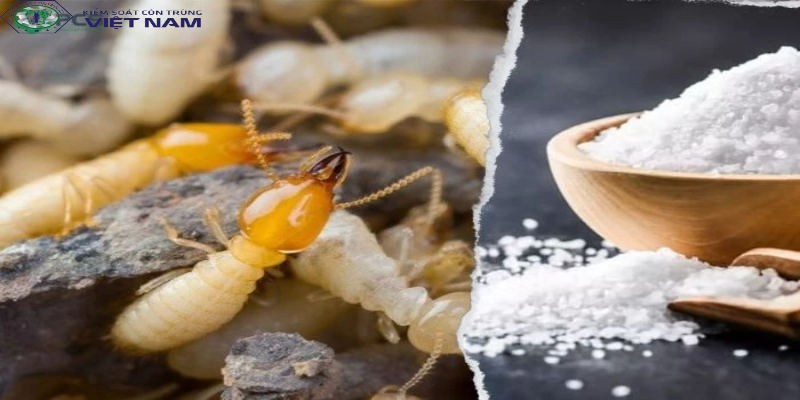 Cách diệt mối bằng muối đơn giản hiệu quả
