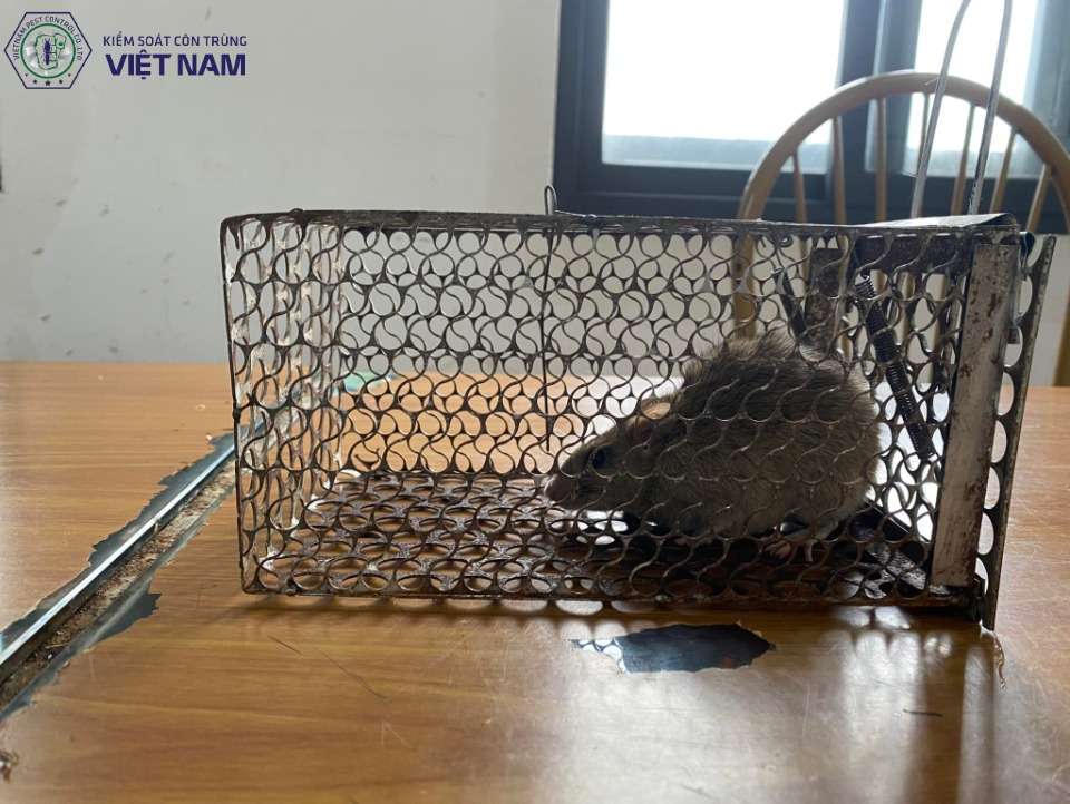 Giới Thiệu Về Dịch Vụ Diệt Chuột Tại Vietnam Pest Control
