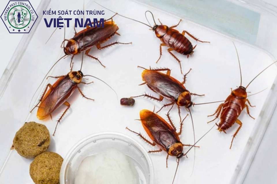 Dịch vụ diệt gián uy tín chuyên nghiệp