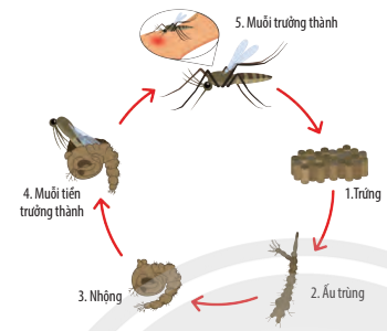 Tìm hiểu vòng đời của muỗi