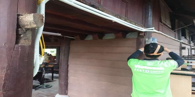 Vietnam Pest Control là công ty diệt mối uy tín
