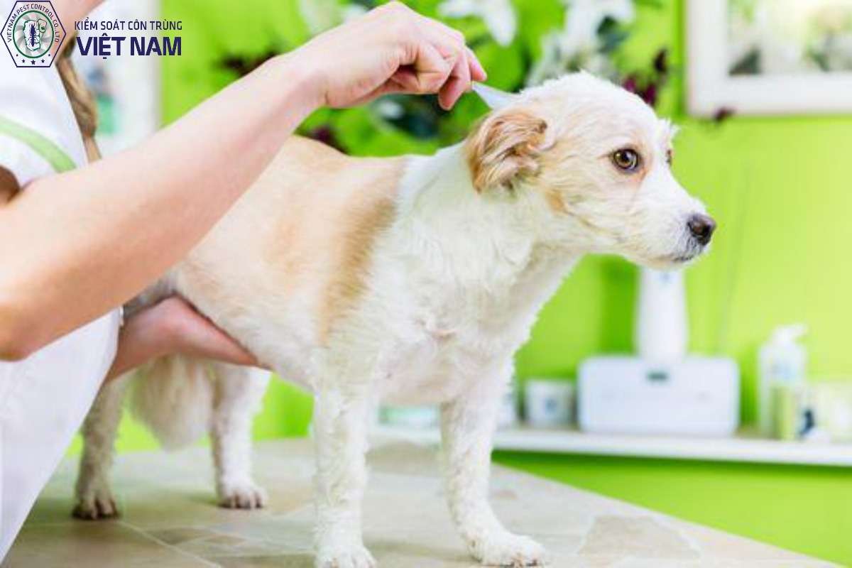 Giải đáp thắc mắc: Thuốc diệt muỗi có diệt được ve chó không?