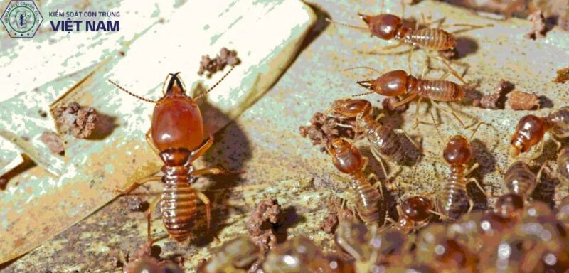 Giới thiệu về dịch vụ diệt mối