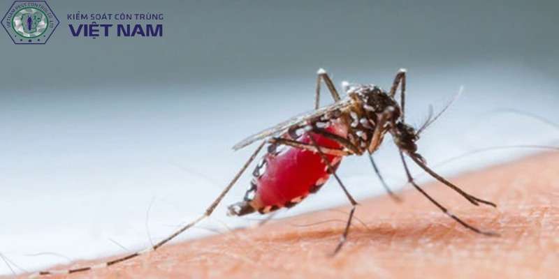 Biện pháp phòng tránh sốt xuất huyết