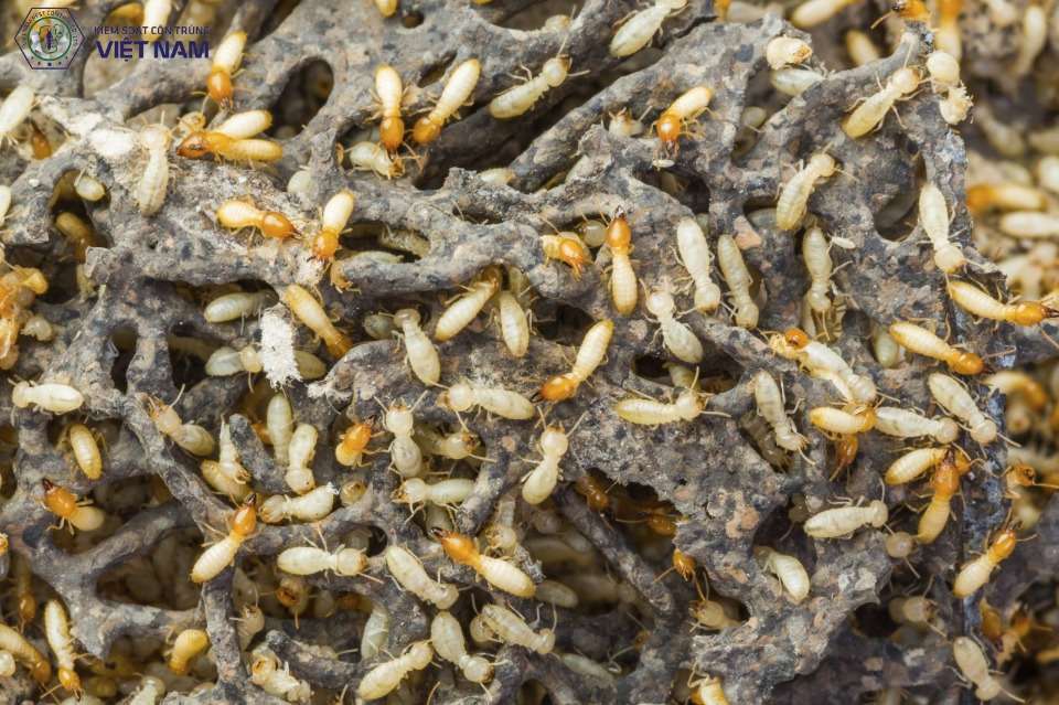 Lợi ích của việc sử dụng dịch vụ diệt mối chuyên nghiệp Vietnam Pestcontrol
