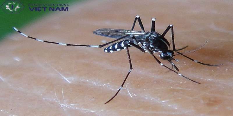 Nguyên nhân gây ra sốt xuất huyết