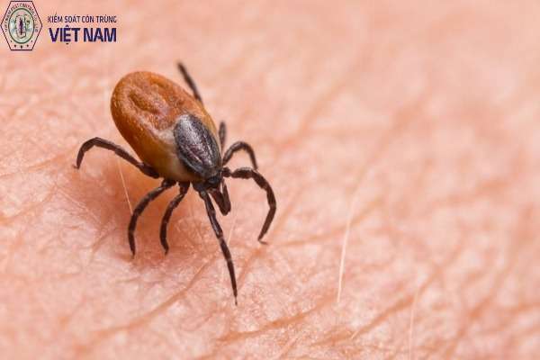 Những cách diệt ve chó hiệu quả