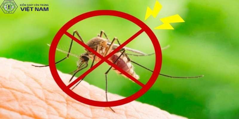Phương pháp phòng chống muỗi đốt tự nhiên, hiệu quả