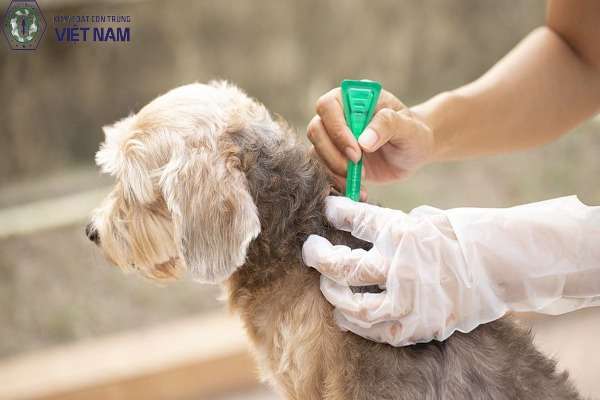 Các phương pháp phòng ngừa ve chó hiệu quả