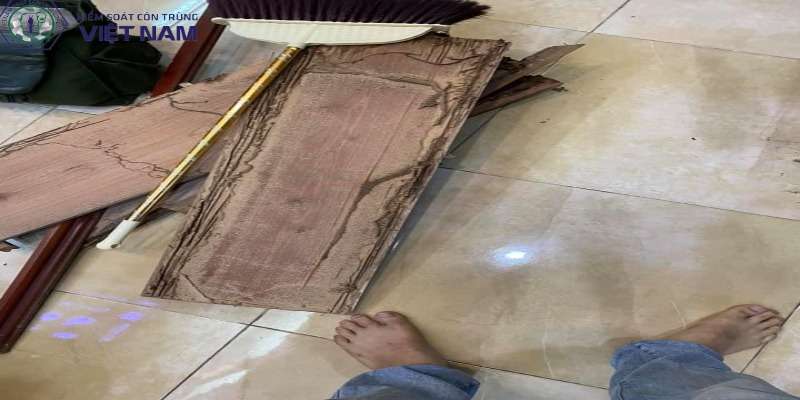 Quy trình diệt mối tại nhà tại Vietnam Pest Control