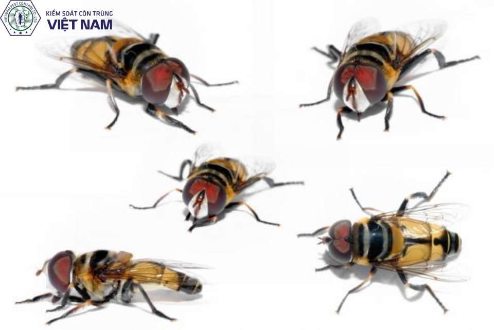 Quy trình thực hiện dịch vụ diệt ruồi tại Việt Nam Pest Control