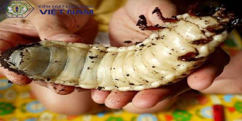 Tác hại của mối chúa