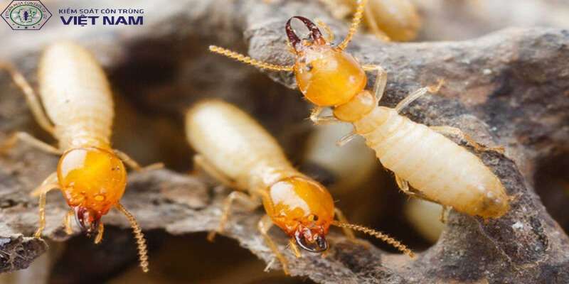 Tại sao muối có thể diệt mối?
