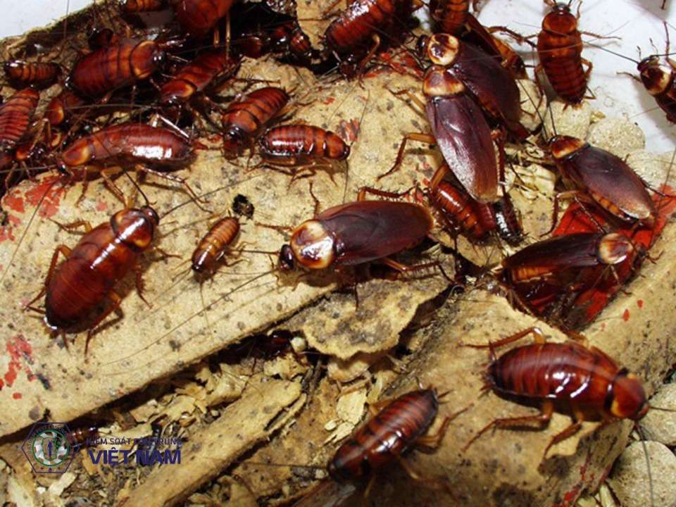 Diệt gián có vai trò rất quan trọng trong việc bảo vệ môi trường sống