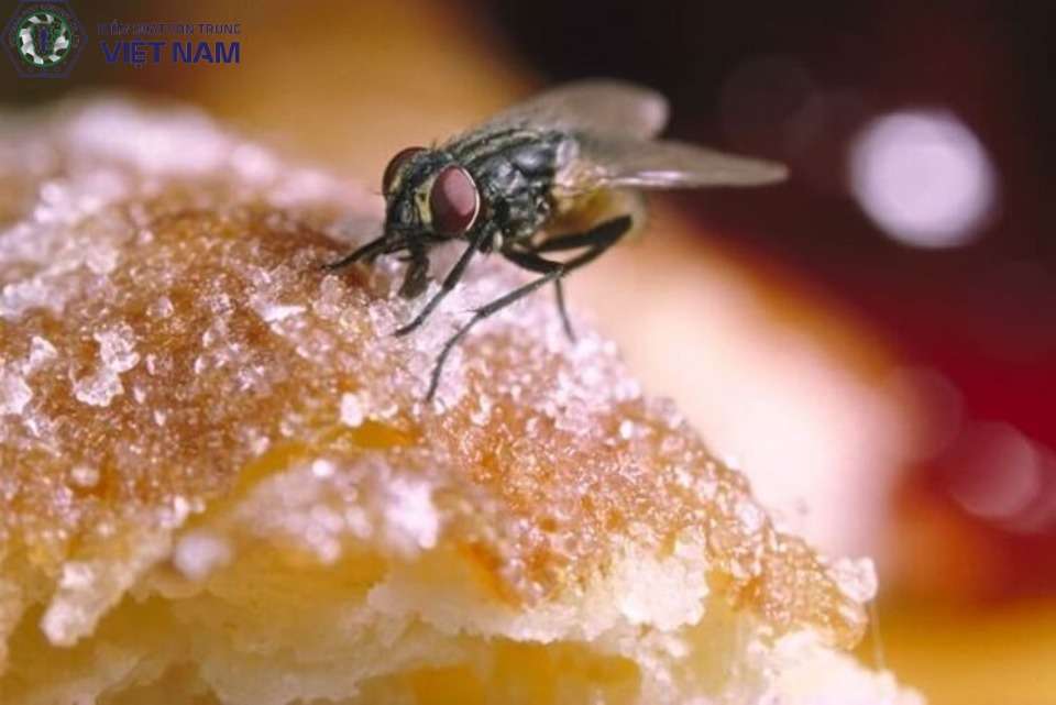 Tầm quan trọng của dịch vụ diệt ruồi