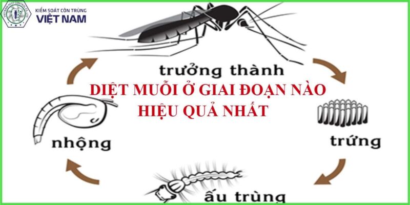 Tìm hiểu diệt muỗi ở giai đoạn nào hiệu quả nhất