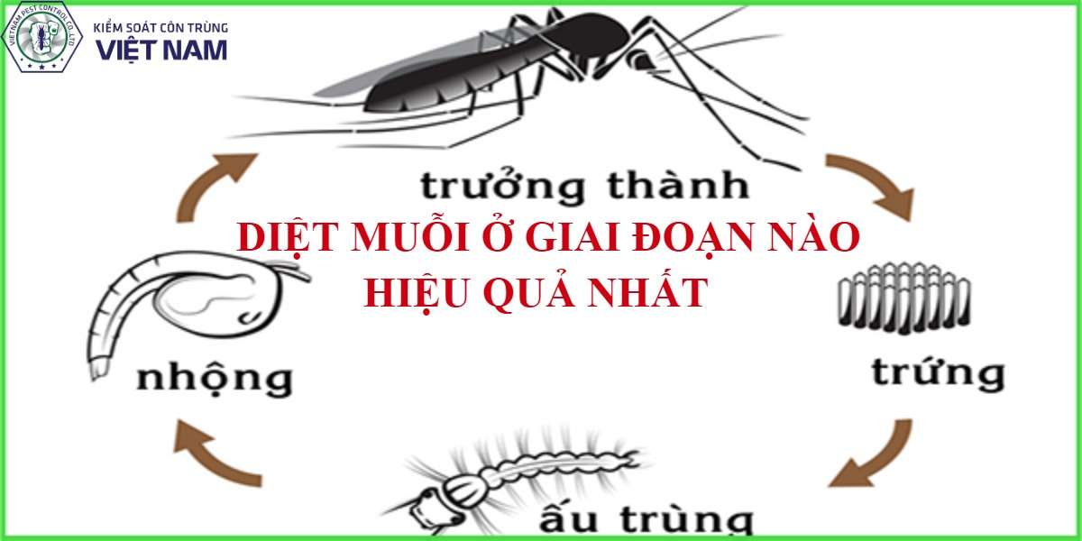 Tìm hiểu diệt muỗi ở giai đoạn nào hiệu quả nhất