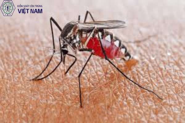 Các loài muỗi nguy hiểm cho con người