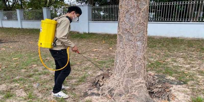 Các bước diệt mối ăn cây trồng sau khi trồng