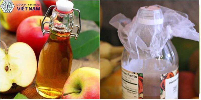 Cách diệt muỗi hiệu quả bằng giấm táo, đường và nước rửa chén