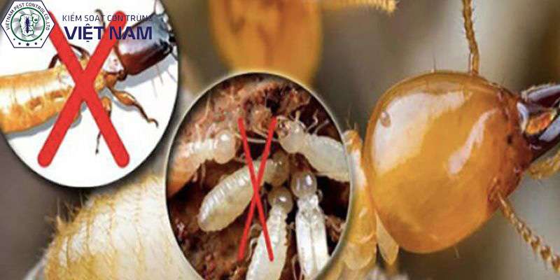 Cam kết của công ty TNHH Kiểm Soát Côn Trùng Việt Nam